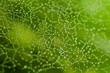 Spiderweb with waterdrops
