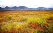 Fall Colors in Alaska