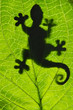 Gecko