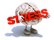 human brain that embraces word stress