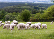 Sheep on pasture
