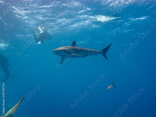 Photo: Silky shark (Carcharhinus falciformis) and diver Silky shark (Carcharhinus falciformis) and diver