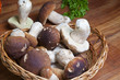 Steinpilze