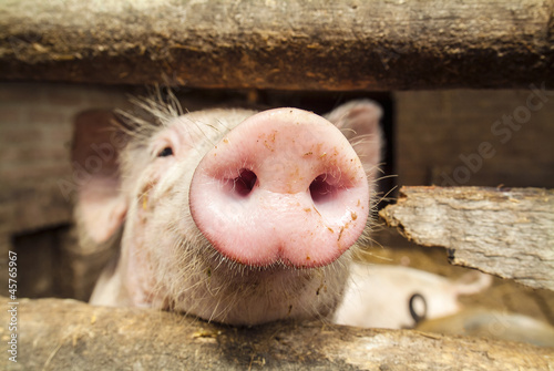 Photo: Curious small newborn pig in a stable Curious small newborn pig in a stable