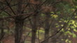 Woman with red blindfold in forest