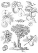 Fruits set illustration