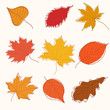 Collection of doodle golden autumn leaves