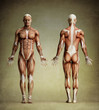 anatomy