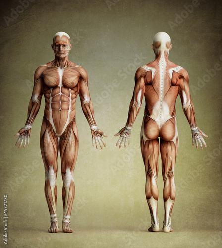 Illustration: anatomy anatomy