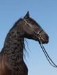 Head Shot Of Friesian Horse