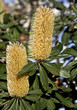 Banksia Flower