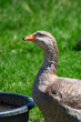 Domestic Goose at Water Troth