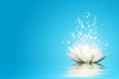 Lotus flower