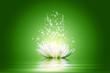 Lotus flower
