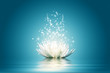 Lotus flower