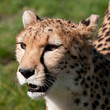 Guépard (Acinonyx jubatus)