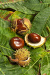canvas print picture - Some Chestnuts on green chestnut leaves background