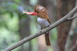 Banded Kingfisher