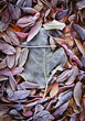 Background of fall dead leaves
