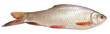 Popular Rohu or Rohit fish of Indian subcontinent