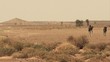 Chameau Desert Maroc Egypte