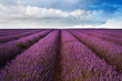 Foto: Beautiful lavender field landscape with dramatic sky Beautiful lavender field landscape with dramatic sky
