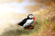 Puffin