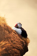 Puffin