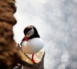 Puffin