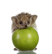 hedgehog on green apple