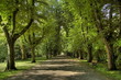 Lindenallee - Sommer