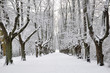 Lindenallee - Winter -