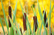The reeds