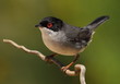 Sylvia melanocephala warbler perched on a branch