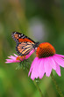 Monarch on Coneflower