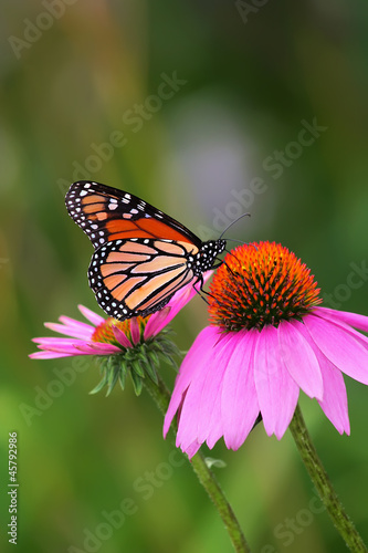Photo: Monarch on Coneflower Monarch on Coneflower