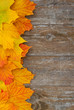 Herbstlaub