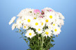 bouquet of daisies on the color background