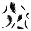 Feder ~ Tierfeder ~ Vogelfeder ~ Daunen ~ Gefieder - Megaset