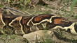 Red Tail Tree Boa