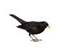 Amsel freigestellt vor weissem Hintergrund - turdus merula