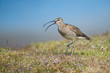 Photo: Calling wimbrel Calling wimbrel