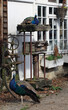 Farm Yard Peacocks