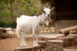 Foto: Capra Capra