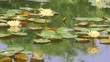 yellow lotus in the pond.