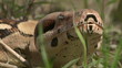 Red Tail Tree Boa