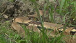 Red Tail Tree Boa