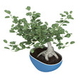 Bonsai tree in a pot
