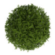 Evergreen cypress topiary tree