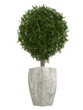 Evergreen cypress topiary tree